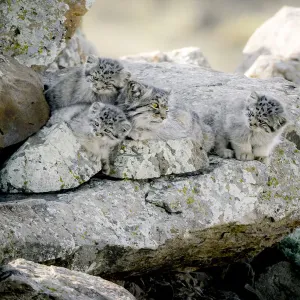 Female Pallass cat (Otocolobus manul) with three kittens at their den site, Mongolia Female Pallass cat (Otocolobus manul) with three kittens at their den site, Mongolia