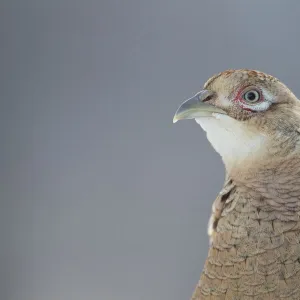 Female Pheasant (Phasianus colchicus) portrait Cairngorms National Park, Scotland, April