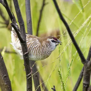Female Plum-headed finch (Neochima modesta) feeding in long grass, Dalby, Queensland, Australia Female Plum-headed finch (Neochima modesta) feeding in long grass, Dalby, Queensland, Australia