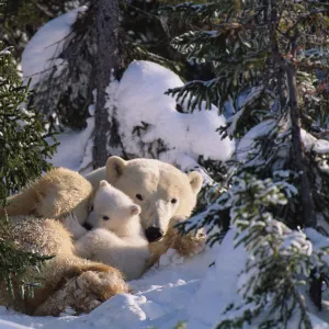 Female Polar bear with very small cubs {Ursus maritimus} Canada