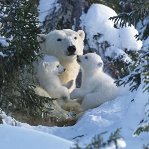 Female Polar bear with very small cubs {Ursus maritimus}, Canada