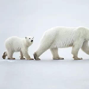 Female polar bear (Ursus maritimus) with two cubs walking in a line across snow, Churchill, Canada. November