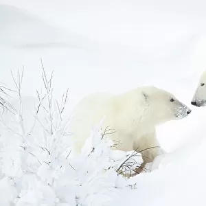 Female Polar bear (Ursus maritimus) with cub in snow, Churchill, Canada. November