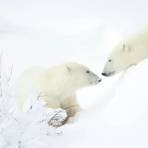 Female Polar bear with cub in snow, Churchill, Canada Print