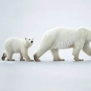 Oso polar hembra (Ursus maritimus) con dos ositos caminando en línea a través de la nieve, Churchill, Canadá. Noviembre.
