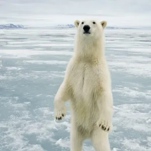 Female Polar bear Print, standing upright on hind legs Female Polar bear Print, standing upright on hind legs