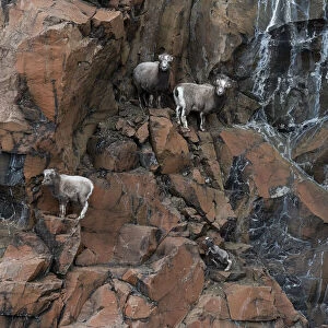 Three female Putorana snow sheep (Ovis nivicola borealis) climbing up rocky mountainside with lamb following, Putoransky State Nature Reserve, Putorana Plateau, Siberia, Russia