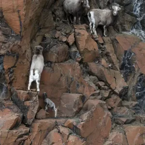 Three female Putorana snow sheep (Ovis nivicola borealis) climbing up rocky mountainside with lamb following, Putoransky State Nature Reserve, Putorana Plateau, Siberia, Russia Three female Putorana snow sheep (Ovis nivicola borealis) climbing up rocky mountainside with lamb following, Putoransky State Nature Reserve, Putorana Plateau, Siberia, Russia