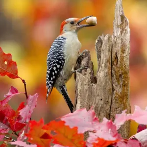 Images Dated 2012 October: 19 Oct 2012