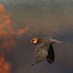 Female Red footed falcon (Falco vespertinus) hunting over burning steppe fields, Bagerova Steppe