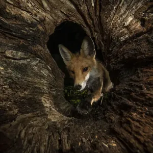 Female Red fox foraging inside a rotting tree trunk Print Female Red fox foraging inside a rotting tree trunk Print