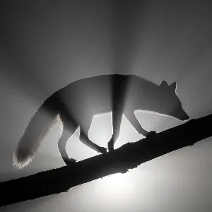 Female Red Fox Print: Foggy Night Scene on Tree Trunk Female Red Fox Print: Foggy Night Scene on Tree Trunk
