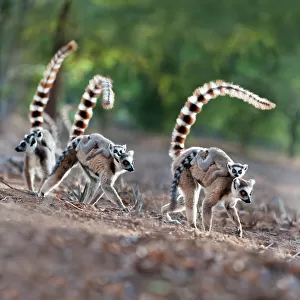 Female ring-tailed lemurs (Lemur catta) carrying infants (3-4 weeks) on their backs across open ground. Berenty Private Reserve, southern Madagascar