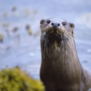 Female River otter (Lutra lutra) on sea loch, Torridon, Wester Ross, Scotland, July