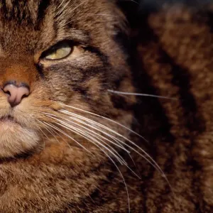 Female Scottish wildcat (Felis silvestris grampia) portrait, in winter coat, semi