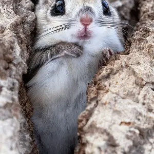 Female Siberian flying squirrel Print Female Siberian flying squirrel Print