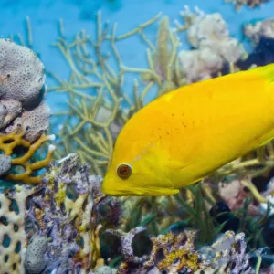 Female Slingjaw wrasse {Epibulus insidiator} amongst coral, Red Sea, Egypt