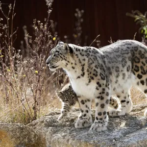 Female Snow leopard (Panthera uncia) with her three month cub, BioParc Doue la Fontaine