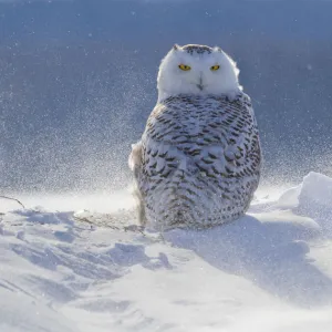 Female Snowy owl (Nyctea scandiaca) backlit surrounded by blowing snow, near Georgian Bay