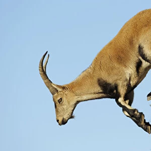 Female Spanish / Iberian ibex (Capra pyrenaica) jumping from rock, Gredos mountains