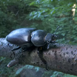 Female Stag beetle {Lucanus cervus} on a branch, Codrii Reserve, Central Moldova, June