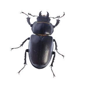 Female Stag beetle (Lucanus cervus) Suffolk, England, June 2009