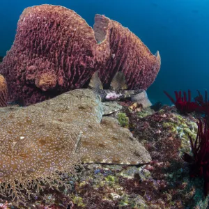 Female Tassled wobbegong shark (Eucrossorhinus dasypogon) rests alongside stand of Barrel sponges