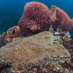 Female Tassled wobbegong shark print