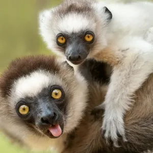 Una femmina di Propithecus verreauxi (sifaka di Verreaux) porta il suo piccolo nella foresta. Riserva privata Berenty, Madagascar meridionale. Una femmina di Propithecus verreauxi (sifaka di Verreaux) porta il suo piccolo nella foresta. Riserva privata Berenty, Madagascar meridionale.