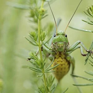 Female Wart biter bush cricket (Decticus verrucivorus) on plants, Stenje region