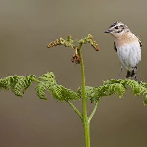 Female whinchat (Saxicola rubetra) perched on bracken frond, Denbighshire, Wales
