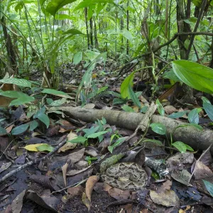 Fer-de-lance Print, Corcovado National Park