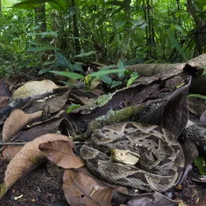 Fer-de-lance Print: Camouflaged on Rainforest Floor Fer-de-lance Print: Camouflaged on Rainforest Floor