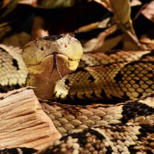 Fer-de-lance (Bothrops lanceolatus) captive Print Fer-de-lance (Bothrops lanceolatus) captive Print