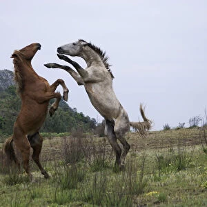 Feral domestic horses (Equus caballus) wild herd stallion (grey) fighting a bachelor