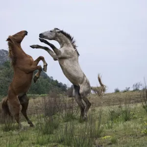 Feral domestic horses (Equus caballus) wild herd stallion (grey) fighting a bachelor Feral domestic horses (Equus caballus) wild herd stallion (grey) fighting a bachelor