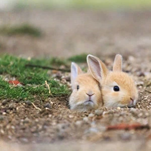 Feral domestic rabbit (Oryctolagus cuniculus) babies poking head out of nest, Okunojima Island