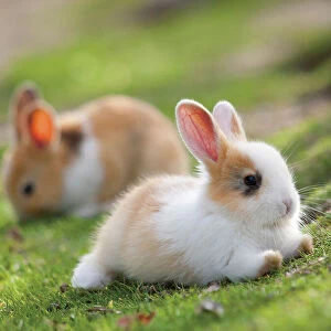 Feral domestic rabbit (Oryctolagus cuniculus) babies, Okunojima Island, also known as Rabbit Island, Hiroshima, Japan