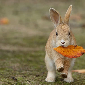 Feral domestic rabbit (Oryctolagus cuniculus) juvenile running with dead leaf in mouth