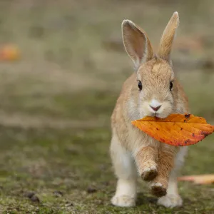 Feral domestic rabbit (Oryctolagus cuniculus) juvenile running with dead leaf in mouth