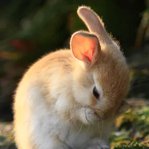 Feral domestic rabbit (Oryctolagus cuniculus) cleaning its face, Okunojima Island