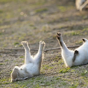 Feral domestic rabbit (Oryctolagus cuniculus) baby rabbits, fallen over during play fight