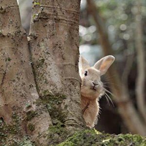 Feral domestic rabbit (Oryctolagus cuniculus) looking round tree trunk, Okunojima Island