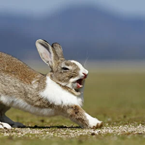 Feral domestic rabbit (Oryctolagus cuniculus) stretching and yawning, Okunojima Island