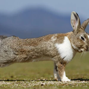 Feral domestic rabbit (Oryctolagus cuniculus) stretching, Okunojima Island, also