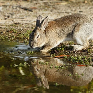 Feral domestic rabbit (Oryctolagus cuniculus) drinking water, Okunojima Island, also