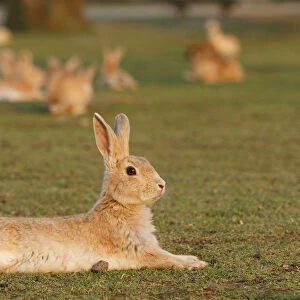 Feral domestic rabbit (Oryctolagus cuniculus) resting on ground, Okunojima Island