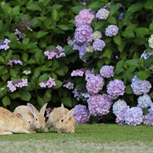 Feral domestic rabbit (Oryctolagus cuniculus) juveniles playing by a hydrangea. Okunojima Island