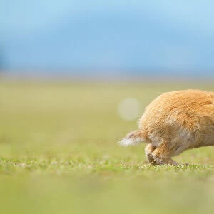 Feral domestic rabbit (Oryctolagus cuniculus) running, Okunojima Island, also known as Rabbit Island, Hiroshima, Japan