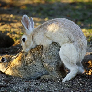 Feral domestic rabbit (Oryctolagus cuniculus) male mating with female, Okunojima Island